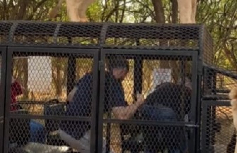 JEZIVI INCIDENT NA SAFARIJU Divlja zver skočila na auto, turisti u panici zarobljeni u metalnom kavezu - a onda je usledio potpuni šok! (VIDEO)