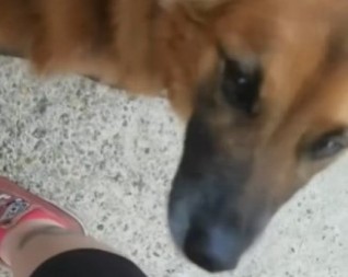 PRESLATKA MAČKA IZ KOMŠILUKA POSTALA ZVEZDA INTERNETA Način na koji pomaže psu će vam ulepšati dan! (VIDEO)