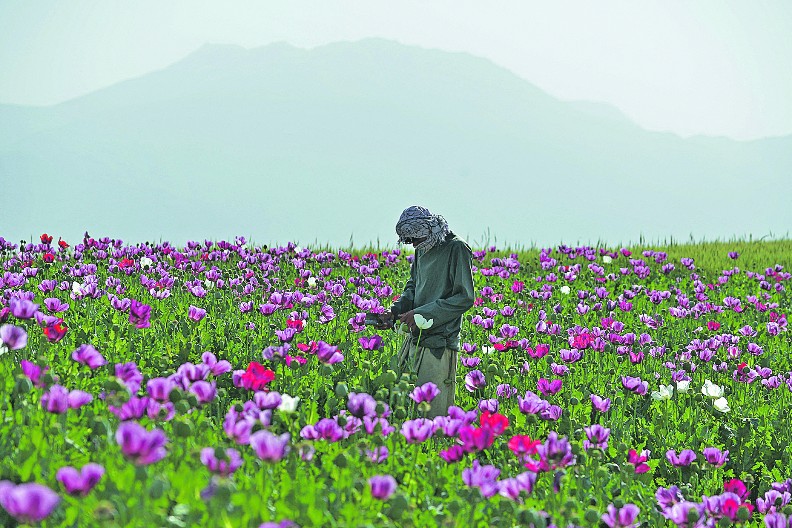 POHVALA TALIBANIMA Proizvodnja opijuma naglo opala