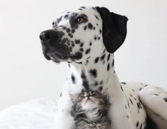 OVO JE DOKAZ DA LJUBAV NE POZNAJE GRANICE Ono što rade mačak i dalmatinac rastopiće i najtvrđa srca! (VIDEO)