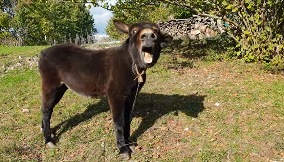 VIC DANA Vozi pop auto i naleti na mrtvog magarca...