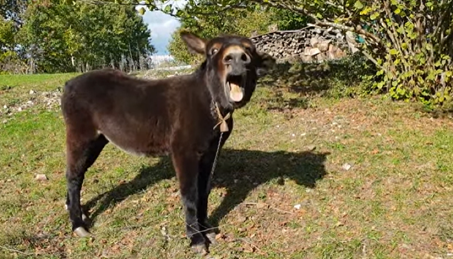 VIC DANA Vozi pop auto i naleti na mrtvog magarca...