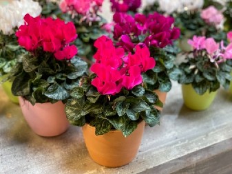 CIKLAMA CVET JE HIT ZIME  Prava je atrakcija, osvaja na prvi pogled, a evo kako da vam buja do marta!