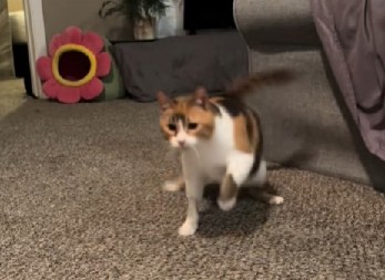 ''PIJANA'' MAČKA NAPRAVILA HAOS NA TIKTOKU Omirisala poslasticu pa krenula da se tetura kao čovek, snimak će vas nasmejati do suza! (VIDEO)