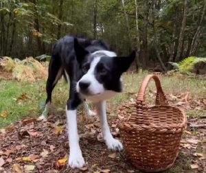 KAKVA NEPRAVDA I BEZOBRAZLUK Vredni pas ovo baš nije očekivao