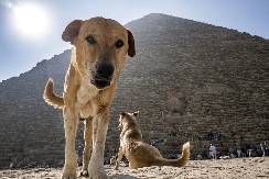 AU, PA DA LI JE OVO MOGUĆE? Misteriozni pas izazvao haos u Egiptu - niko nema pojma kako je dospeo na vrh piramide! (VIDEO)