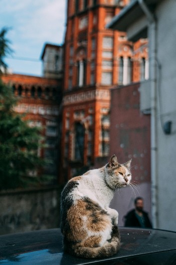 Ovo je razlog zašto vas mačka stalno prati - evo šta vam zapravo poručuje