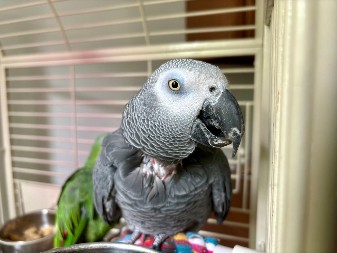 PAPAGAJ UMISLIO DA JE SPREJ ZA ČIŠĆENJE Pogledajte samo šta radi u kuhinji - ovo je urnebesno