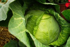 Recept starih domaćica iz Futoga za kiseljenje kupusa: Ovako će vam zimnica trajati dugo, a postoji i caka sa solju