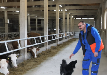 Jovo ima sistem – njegove krave muze robot, a one spavaju na dušecima i slučaju klasiku (VIDEO)