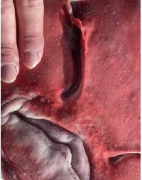 ŠETAČI DOŽIVELI ŠOK NA PLAŽI Ugledali KRVAVO morsko stvorenje nasukano na obali - kao iz horor filma! (FOTO)