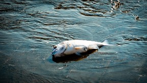 RIBA 'SUDNJEG DANA' NASUKALA SE U KALIFORNIJI 'Neki u strahu, ovo je već treći put ove hodine'