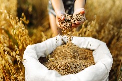 MNOGI GREŠE KOD OVOG OBIČAJA ZA ARANĐELOVDAN Rešena nedoumica da li treba kuvati žito na taj dan