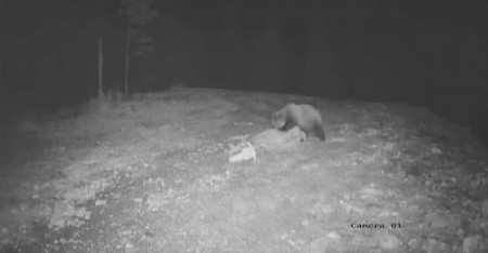 (UZNEMIRUJUĆI VIDEO) JEZIVA SCENA NA SRPSKOJ PLANINI Divlja zver rastrgla i pojela čitavu kravu!