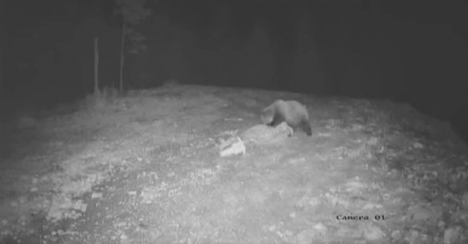 (UZNEMIRUJUĆI VIDEO) JEZIVA SCENA NA SRPSKOJ PLANINI Divlja zver rastrgla i pojela čitavu kravu!