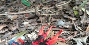 ŠTA JE OVO, LJUDI MOJI? Naišao na "stvorenje iz pakla" koje smrdi na mrtvo meso i nosi smrtonosan otrov! (FOTO)