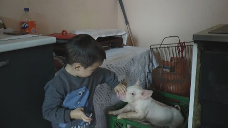 MALENI STEFAN SPASAO DVA PRASETA I TO SU IM SADA KUĆNI LJUBIMCI Porodici Levajac vatra progutala svinjac i štalu, sve im nestalo u dimu