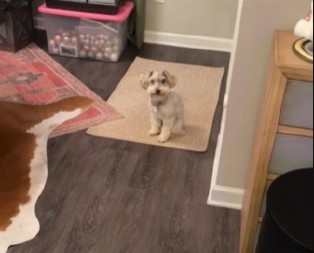 NAJSLAĐI GRINČ MEĐU KUCAMA Pas koji organski ne podnosi Božić nasmejao milione svojim ponašanjem! (VIDEO)