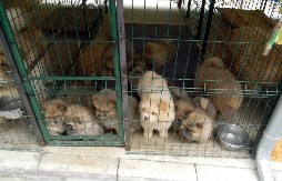 RASNE  PSE UZGAJAO ZBOG MEĐUNARODNE PRODAJE Sumnja se da se bavio  nelegalnom trgovinom i zlostavlјanja životinja na međunarodnom nivou