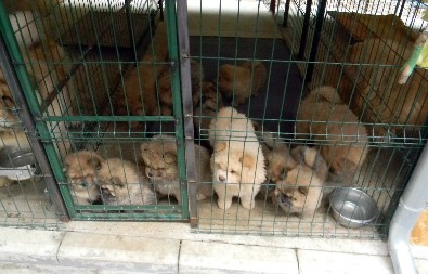 RASNE  PSE UZGAJAO ZBOG MEĐUNARODNE PRODAJE Sumnja se da se bavio  nelegalnom trgovinom i zlostavlјanja životinja na međunarodnom nivou