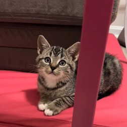 MAČE RAZNEŽILO 3 MILIONA LJUDI Ušuškalo se i zaspalo na neobičnom mestu, vlasnica ga jedva našla!