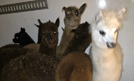 PALI NA HORGOŠU SA PEVAČICAMA I LAMAMA! Carinici pretresli autobus pa ZANEMELI - oglasio se i ZOO vrt!