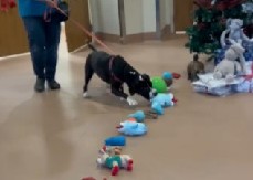 OVAKVU EMOCIJU RETKO VIDIMO Snimci pasa iz azila koji biraju svoje novogodišnje poklone rasplakali ceo svet! (VIDEO)