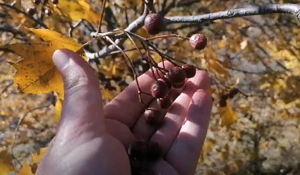 Za ovu biljku mnogi nisu čuli, a ima je malo pa cena samo raste: Kažu da je prirodni insulin (VIDEO)
