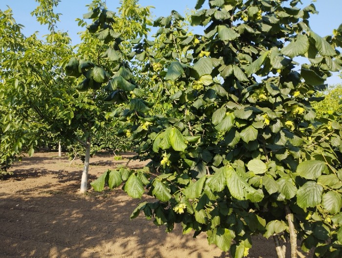 Dušan se posle 20 godina u Austriji vratio u Srbiju, i počeo biznis: "Ne zovu ga džabe zlatni grumen"