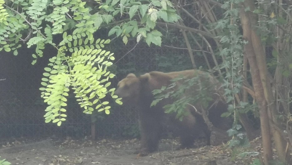 MEČE UPALO U BUNAR, NIJE MU BILO SPASA Meštani sela Jugovo progovorili o nemilom incidnetu