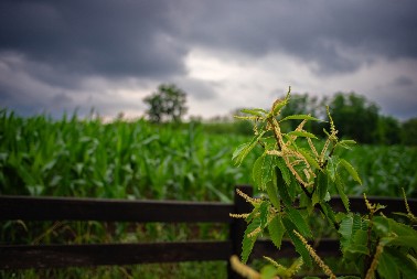 KUĆA SA OKUĆNICOM ZA SAMO 45.000 EVRA U MIONICI Kupac dobija i hektar i po zemlje i šume!
