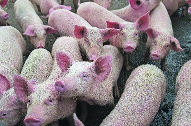 INTERPOL JE REAGOVAO Zabranite reč „svinjokolj“!