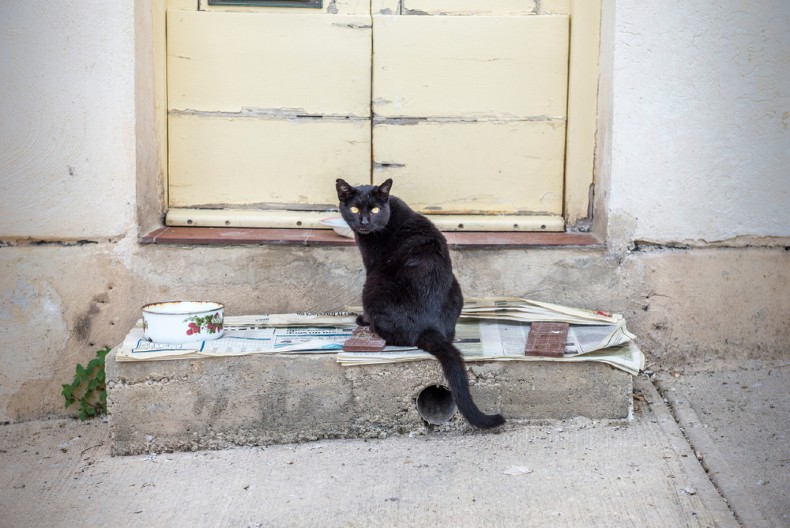 CRNA MAČKA JOJ JE DOŠLA NA VRATA I ONA JE PUSTILA UNUTRA Usledilo je nešto što joj je zauvek promenilo život