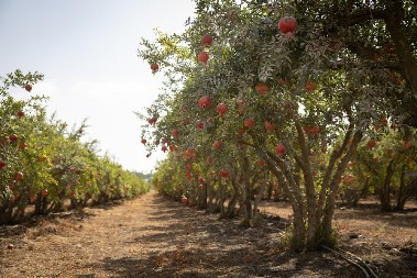 Žarko iz Topole izašao u dvorište jednog jutra, imao je i šta da vidi: Rodilo "kao ludo"