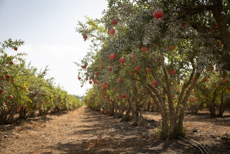 Žarko iz Topole izašao u dvorište jednog jutra, imao je i šta da vidi: Rodilo "kao ludo"