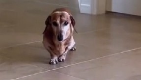 JAZAVIČAR OSKAR IZVEO NEVEROVATAN TRIK Kad vidite šta je uradio da bi vlasnica obratila pažnju na njega, plakaćete od smeha! (VIDEO)