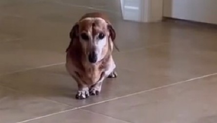 JAZAVIČAR OSKAR IZVEO NEVEROVATAN TRIK Kad vidite šta je uradio da bi vlasnica obratila pažnju na njega, plakaćete od smeha! (VIDEO)