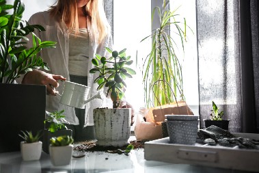BILJKE KOJE AKTIVIRAJU POZITIVNU ENERGIJU U VAŠEM PROSTORU Feng šui saveti koje niste znali