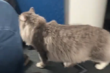 SNIMAK MAČKE U AVIONU ZAPALIO INTERNET! Putnici sa oduševljenjem gledali prizor (VIDEO)