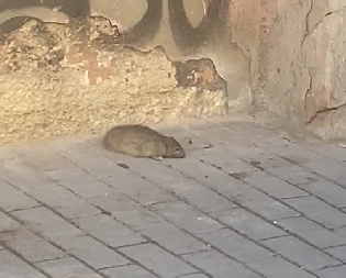 "TOLKO JE DEBEO DA SE JEDVA POMERA" Rusi u panici, kad su ga videli nisu znalo šta da urade (FOTO)
