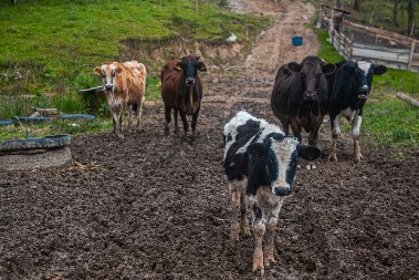 Od sutra zabrana uvoza mesa papkara – obuhvaćena područja gde postoji sumnja na zaraznu bolest slinavka i šap