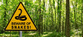 PITON PROGUTAO ČOVEKA Džinovski predator u Indoneziji, meštani secirali zmiju i pronašli leš!