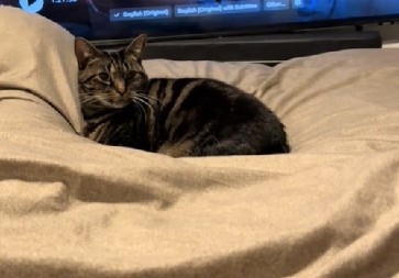 DIRLJIVA SCENA TOPI I NAJTVRĐA SRCA Mačka koja teši vlasnicu dok plače raznežila 11 miliona ljudi!