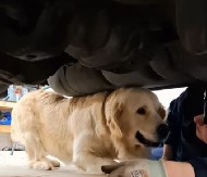 PAS POMAŽE VLASNIKU DA POPRAVI AUTO Ljudi crkavaju od smeha dok gledaju šta radi ovaj zlatni retriver!