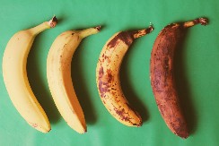 DA LI BACATE BANANE KAD POCRNE? Nutricionista objašnjava da li su zdravije tamne ili žute