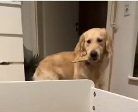ZLATNI RETRIVER SLATKO NASMEJAO LJUDE Ima žarku želju da pomogne vlasnici u sastavljanju kreveta, ali mu nikako ne ide