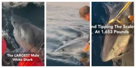 OGROMNA AJKULA UHVAĆENA BLIZU POZNATE PLAŽE Isplivao jeziv snimak, svi gledaju u njene čeljusti (FOTO)