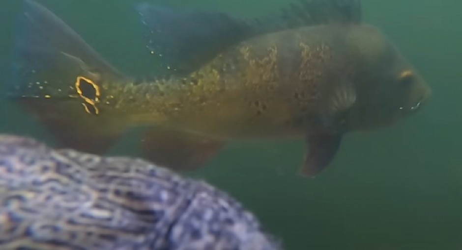 SNIMALI PODVODNO STVORENJE, PA ZANEMELI OD UŽASA Gmizavac podivljao i bez milosti napao ribu, svi se pitaju samo jedno! (VIDEO)