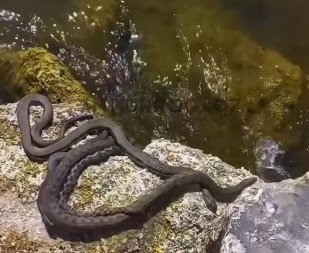 OVO JE NAJOPASNIJE MESTO NA PLANETI! Ostrvo na kojem zmije vladaju (VIDEO)