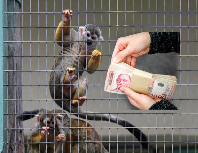 RODITELJI, DREŠITE KESU, MOŽE SLAVLJE I KOD MAJMUNA Pazite da vas ne ošišaju kao ovce, ovo su cene dečijih rođendana